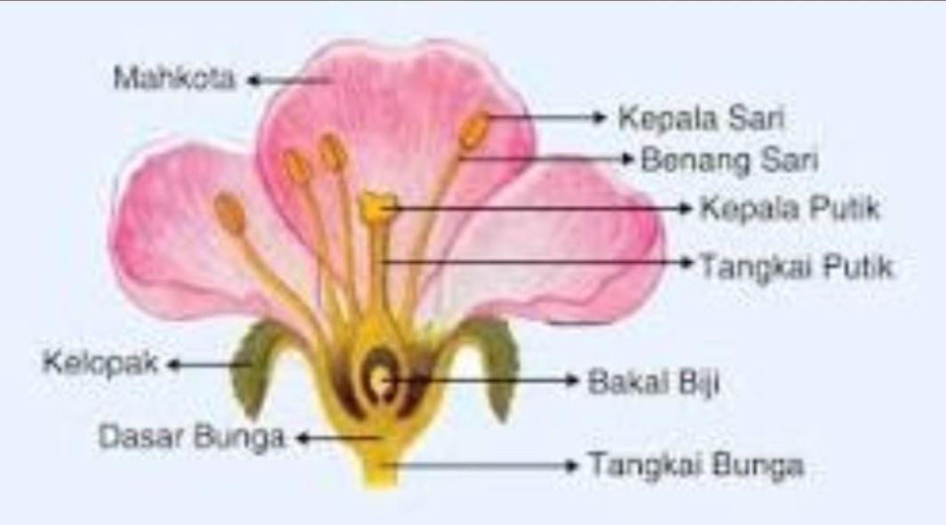 Detail Gambar Bunga Dan Bagian Bagiannya Dan Cara Penyerbukannya Nomer 2