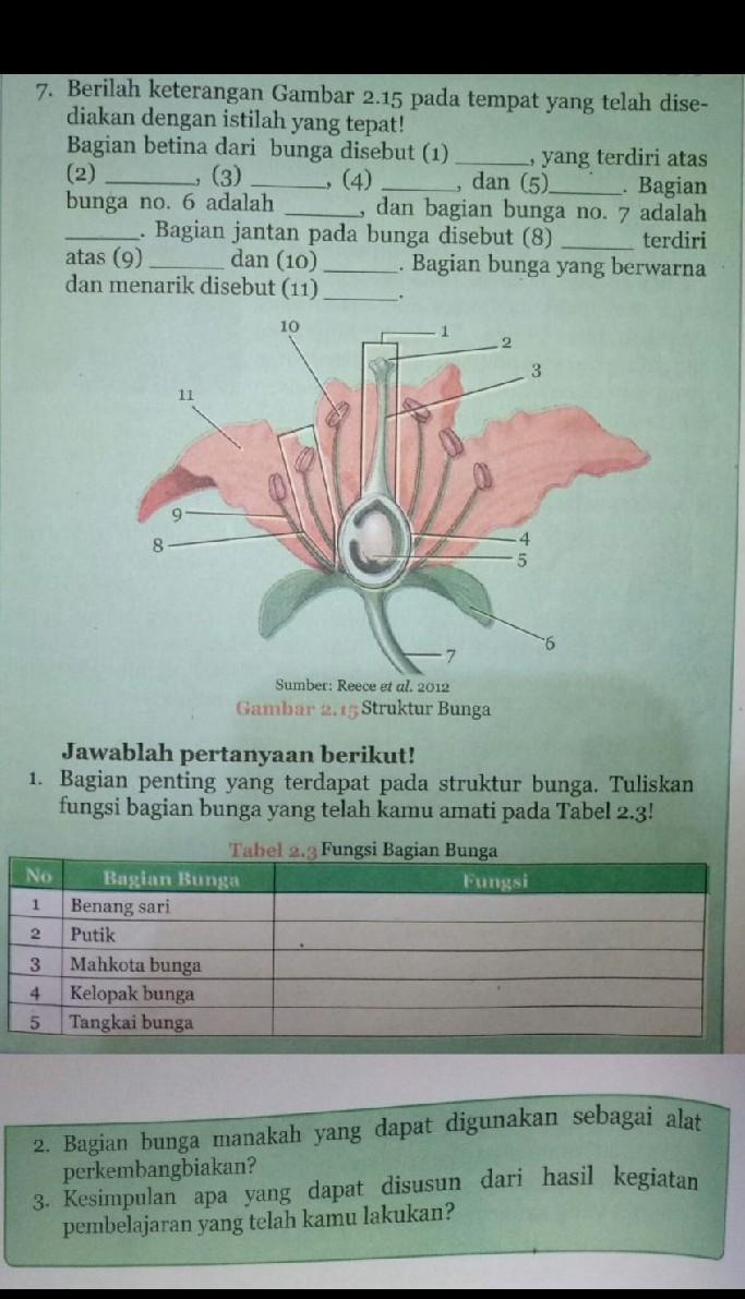 Detail Gambar Bunga Dan Bagian Bagiannya Lengkap Beserta Fungsinya Nomer 23