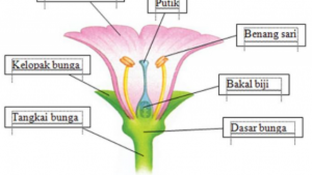 Detail Gambar Bunga Dan Bagian Bagiannya Lengkap Beserta Fungsinya Nomer 8