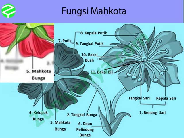 Detail Gambar Bunga Dan Bagiannya Dan Fungsinya Nomer 24