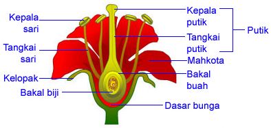 Detail Gambar Bunga Dan Bagiannya Dan Fungsinya Nomer 38