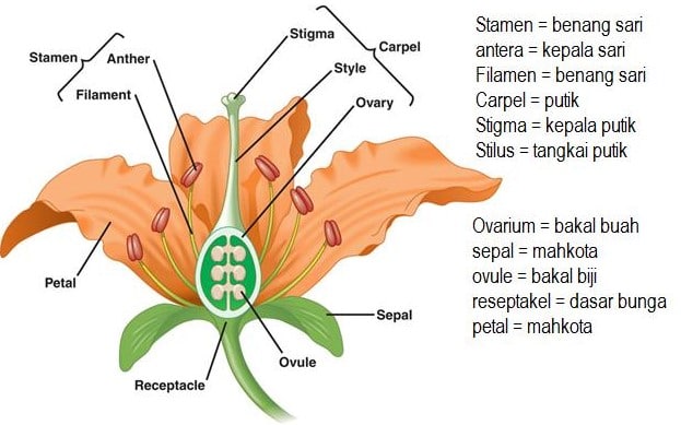 Detail Gambar Bunga Dan Bagiannya Serta Cara Penyerbukannya Nomer 9