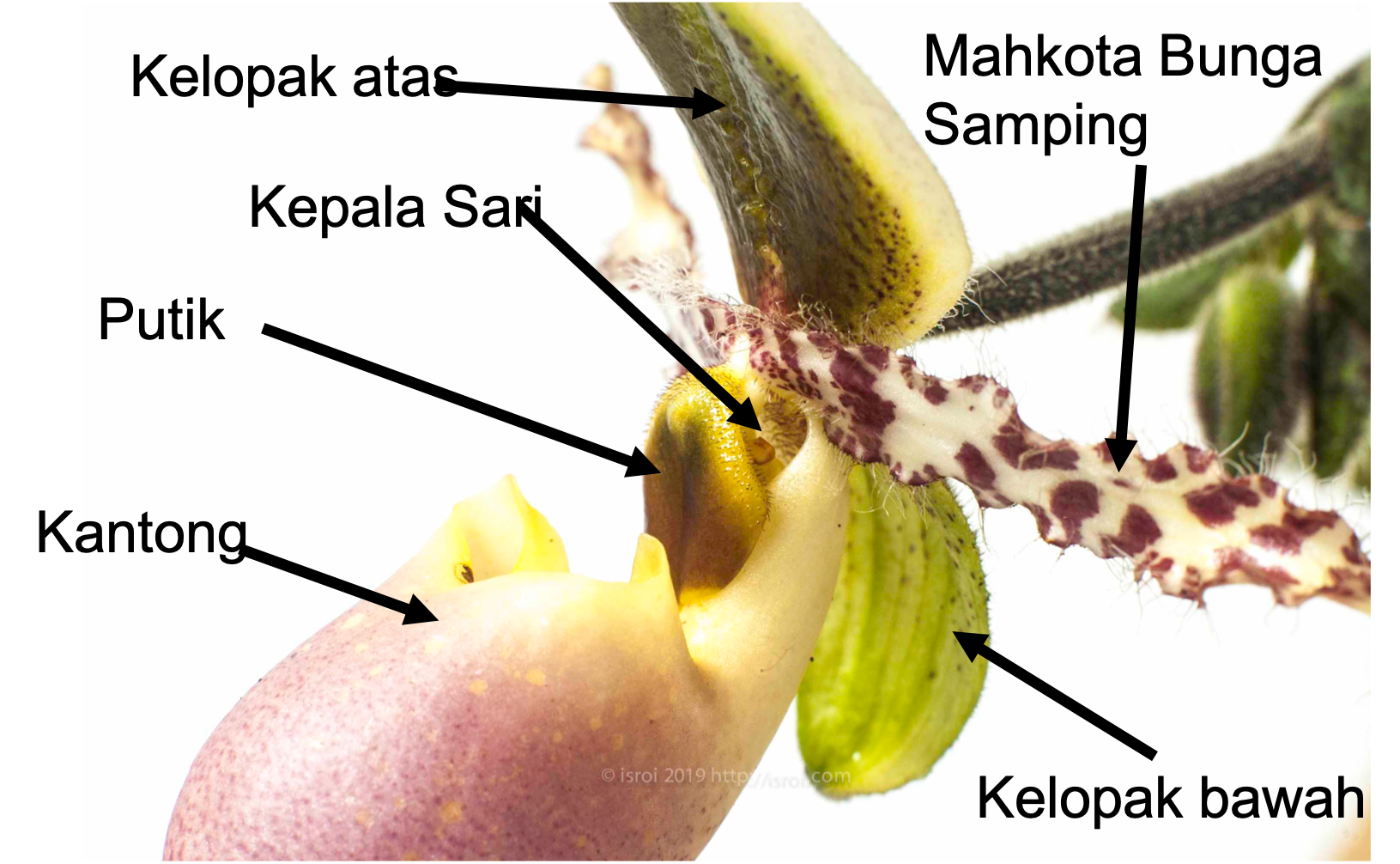 Detail Gambar Bunga Dan Bagiannya Serta Cara Penyerbukannya Nomer 19