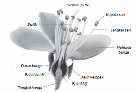 Detail Gambar Bunga Dan Bagiannya Serta Cara Penyerbukannya Nomer 5