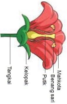 Detail Gambar Bunga Dan Bagiannya Serta Fungsinya Nomer 13