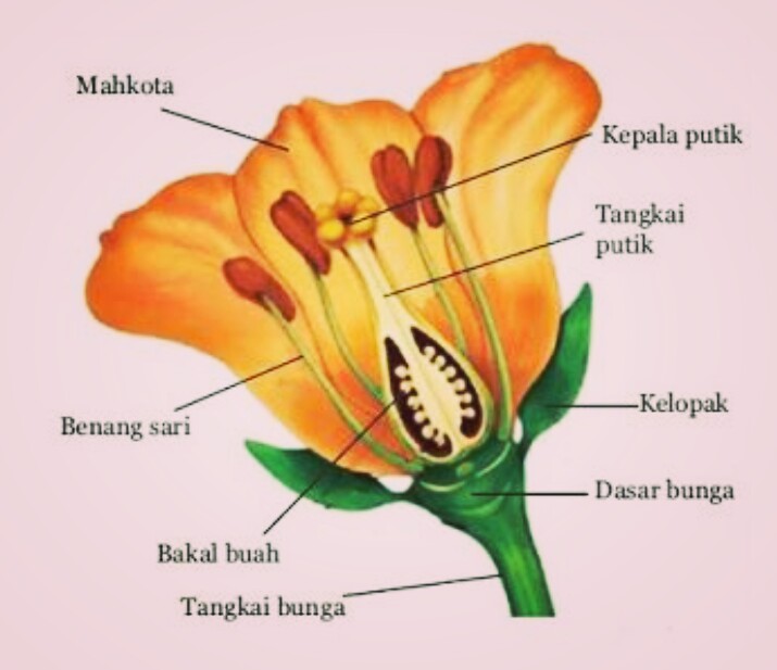 Detail Gambar Bunga Dan Bagiannya Serta Fungsinya Nomer 19