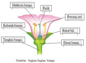 Detail Gambar Bunga Dan Bagiannya Serta Fungsinya Nomer 7