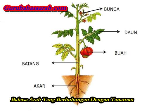 Detail Gambar Bunga Dan Bahasa Arabnya Nomer 36