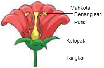 Detail Gambar Bunga Dan Fungsi Bagian Bunga Nomer 11