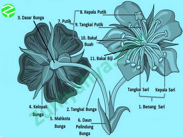 Detail Gambar Bunga Dan Fungsi Bagian Bunga Nomer 30