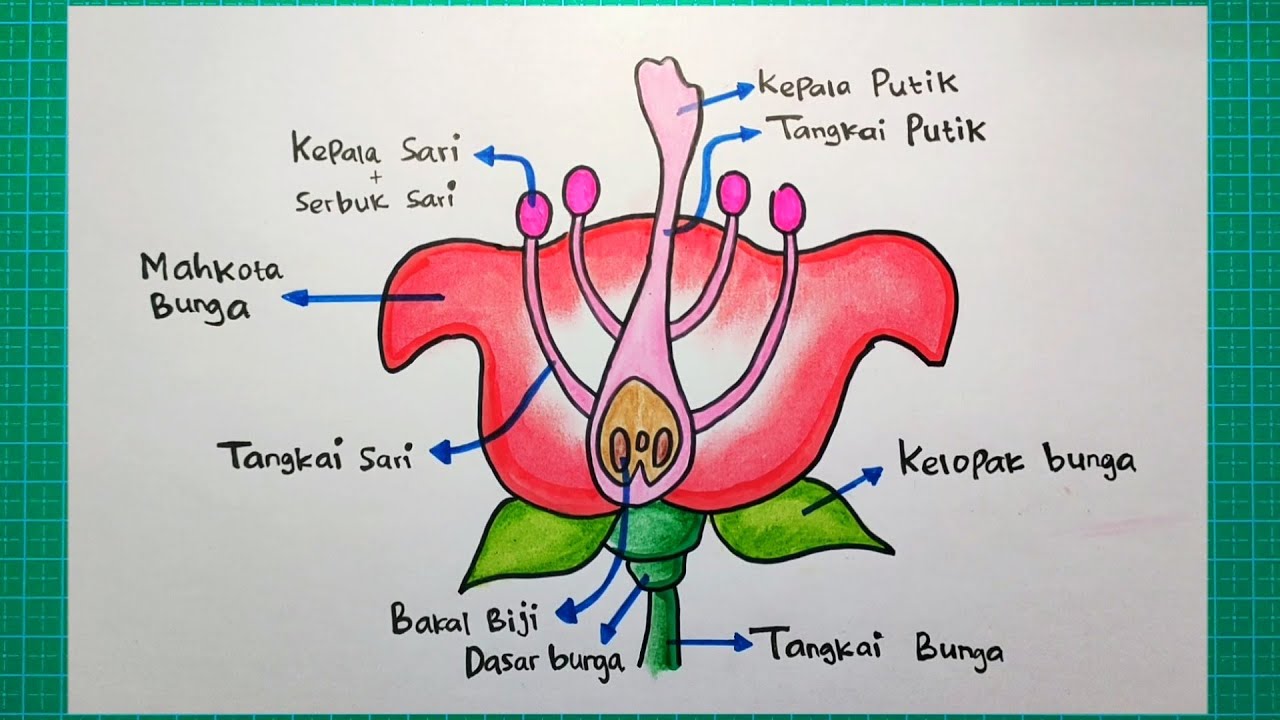 Detail Gambar Bunga Dan Fungsi Bagiannya Nomer 20