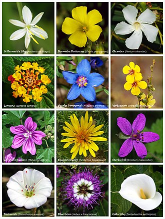 Detail Gambar Bunga Dan Namanya Dalam Bahasa Inggris Nomer 5