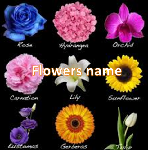 Detail Gambar Bunga Dan Namanya Dalam Bahasa Inggris Nomer 8
