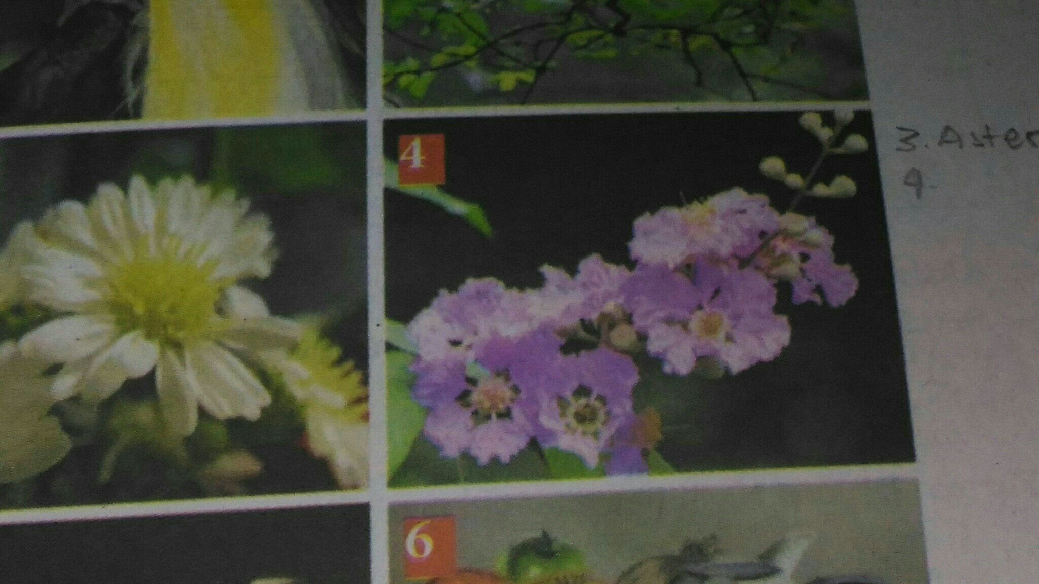 Detail Gambar Bunga Diatas Buku Nomer 21