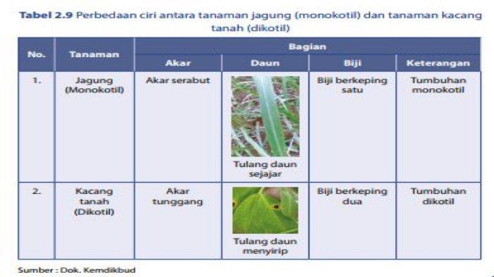 Detail Gambar Bunga Jagung Beserta Bagian Bagiannya Nomer 38