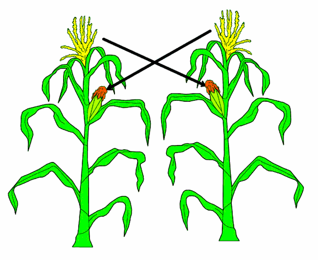 Detail Gambar Bunga Jagung Beserta Bagian Bagiannya Nomer 3