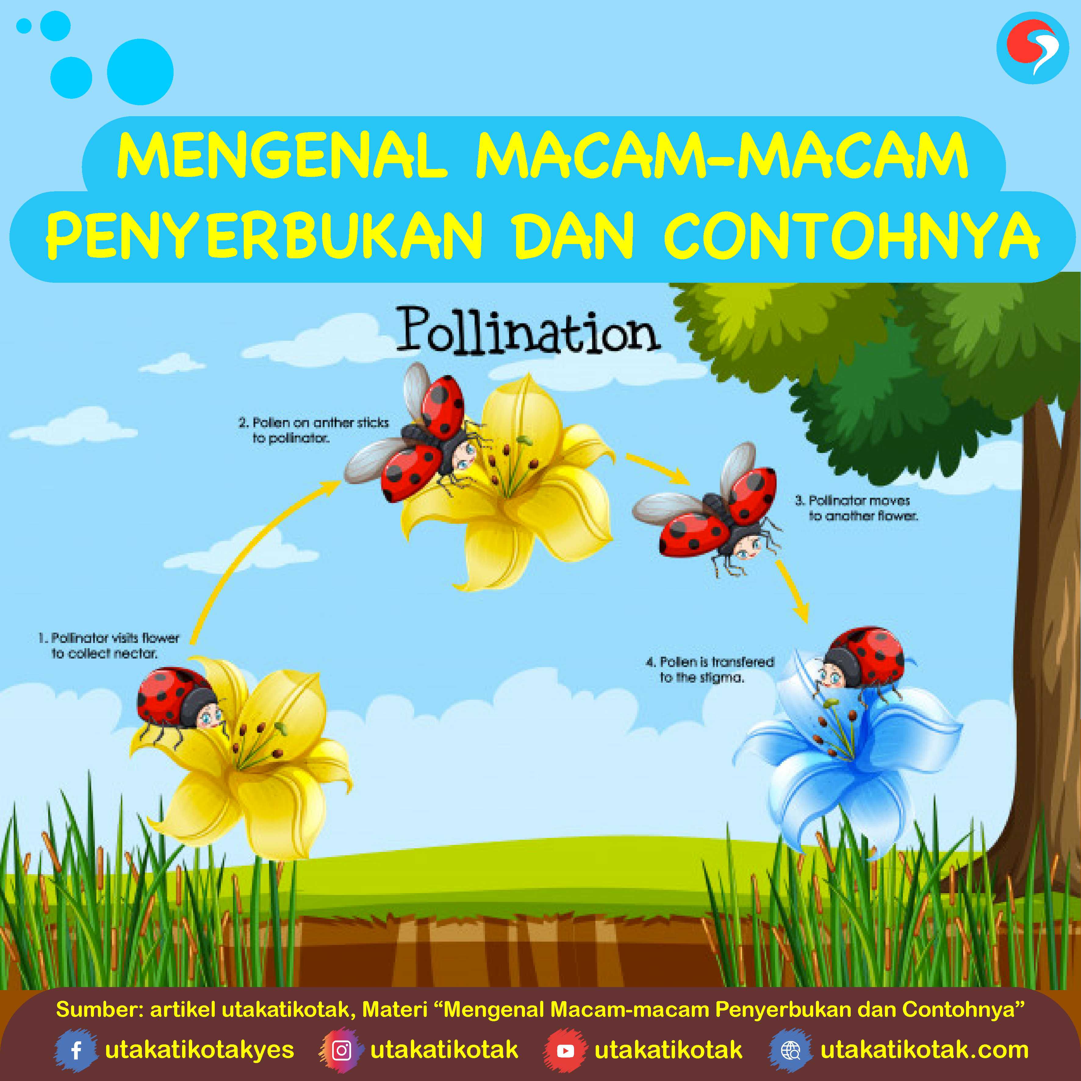 Detail Gambar Bunga Jagung Dan Cara Penyerbukannya Nomer 27