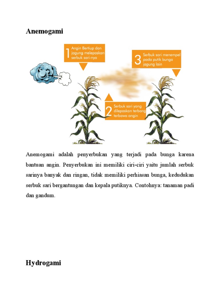 Detail Gambar Bunga Jagung Dan Cara Penyerbukannya Nomer 34