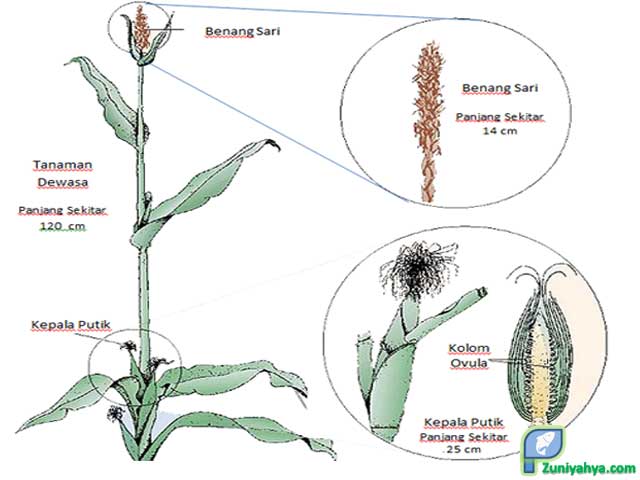 Detail Gambar Bunga Jagung Dan Cara Penyerbukannya Nomer 8