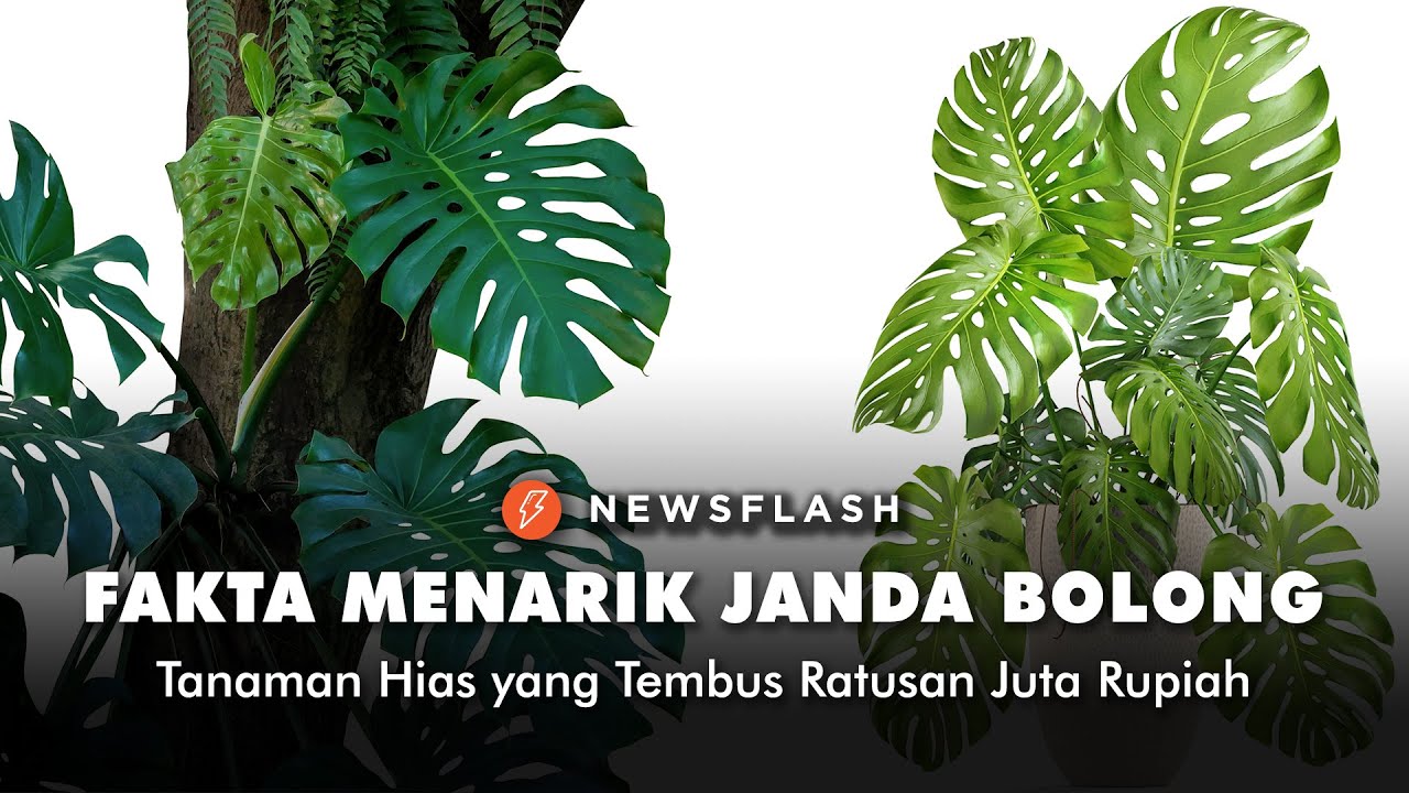 Detail Gambar Bunga Janda Sobek Dan Harganya Nomer 21