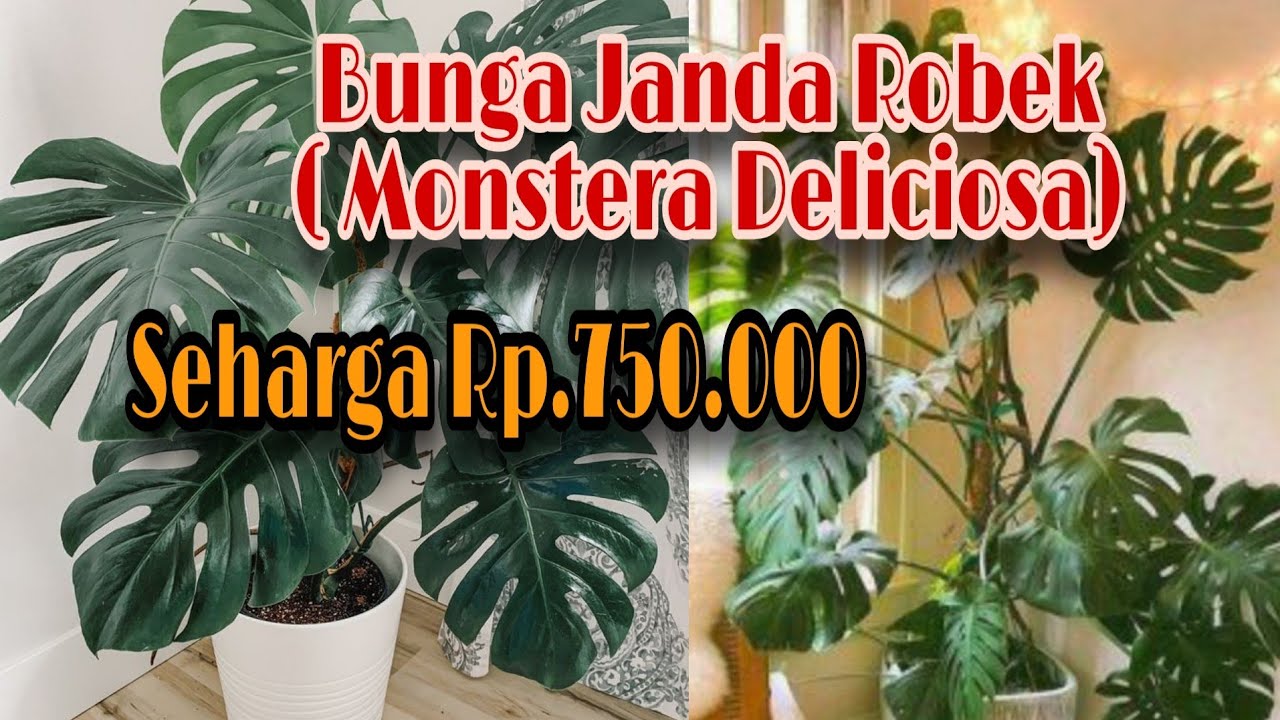 Detail Gambar Bunga Janda Sobek Dan Harganya Nomer 5