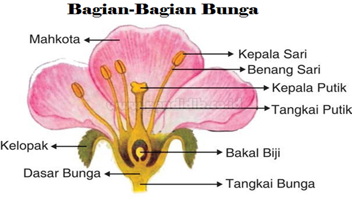 Detail Gambar Bunga Kamboja Beserta Bagiannya Nomer 2