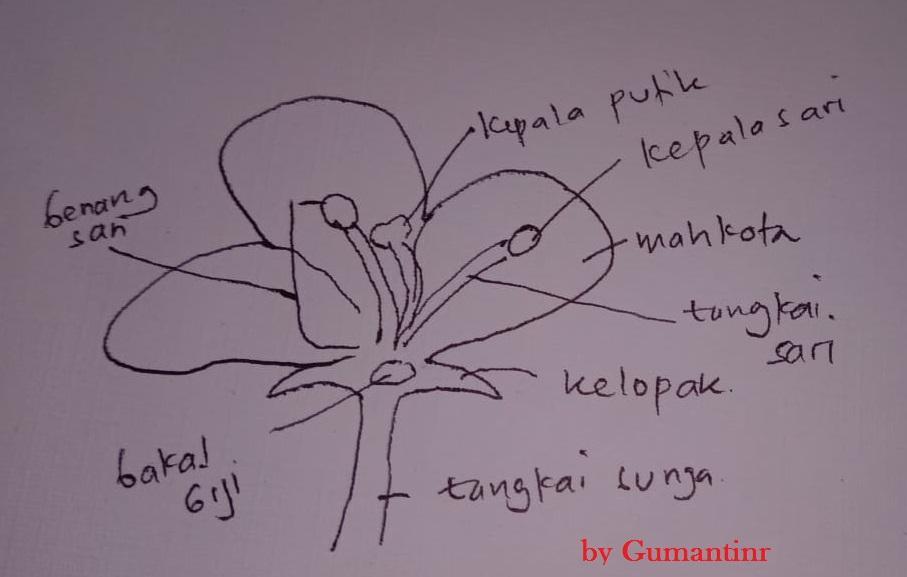 Detail Gambar Bunga Kamboja Beserta Bagiannya Nomer 19