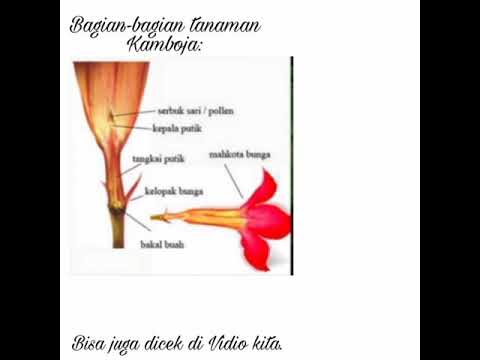 Detail Gambar Bunga Kamboja Beserta Bagiannya Nomer 5