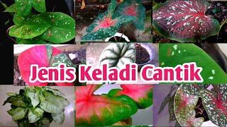 Detail Gambar Bunga Keladi Beserta Namanya Nomer 8