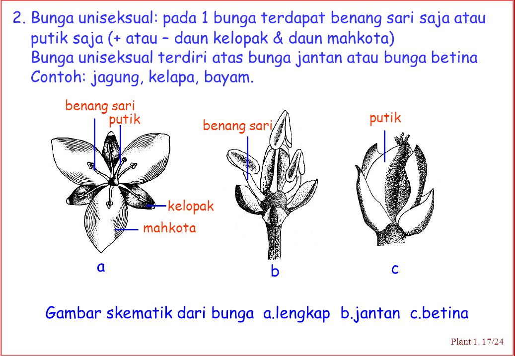Detail Gambar Bunga Kelapa Dan Bagian Bagiannya Nomer 15