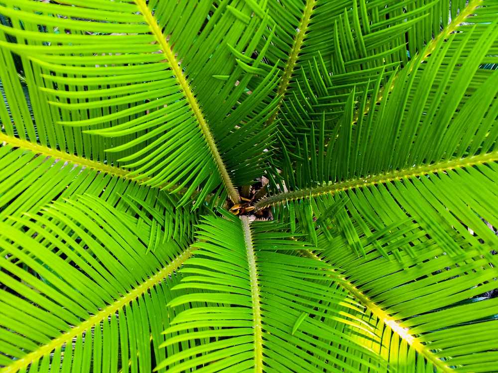 Detail Gambar Bunga Kelapa Dan Bagian Bagiannya Nomer 22