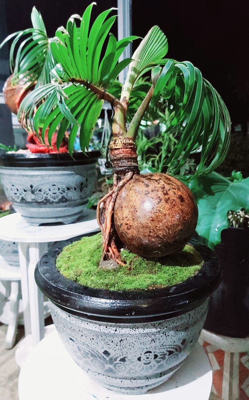 Detail Gambar Bunga Kelapa Hijau Nomer 5