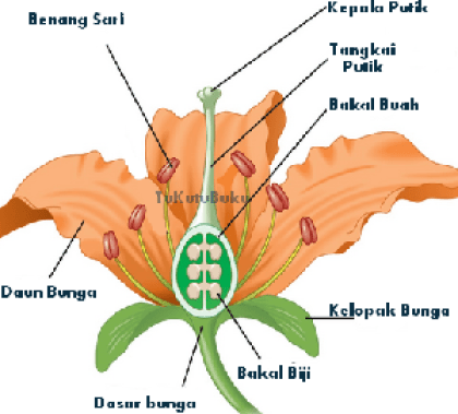 Detail Gambar Bunga Kembang Sepatu Beserta Bagian Bagiannya Nomer 13