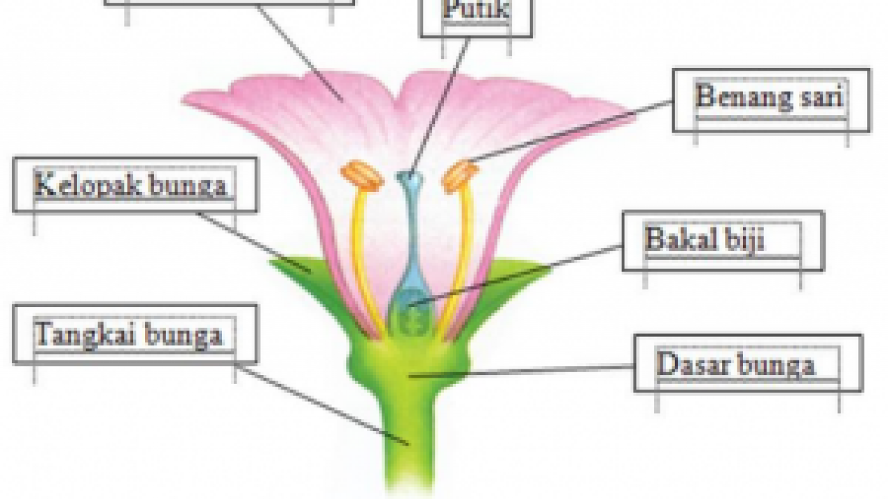 Detail Gambar Bunga Kembang Sepatu Beserta Bagian Bagiannya Nomer 19