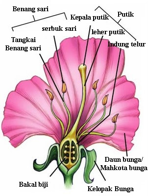 Detail Gambar Bunga Kembang Sepatu Beserta Bagian Bagiannya Nomer 6