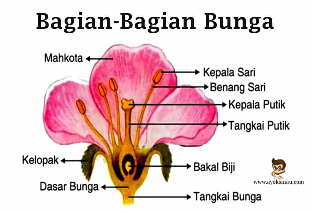 Detail Gambar Bunga Kembang Sepatu Beserta Bagian Bagianya Nomer 12