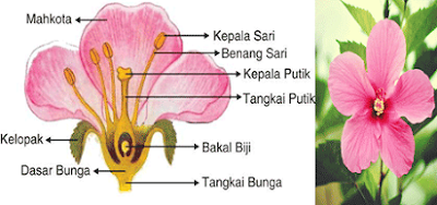 Detail Gambar Bunga Kembang Sepatu Beserta Bagian Bagianya Nomer 2