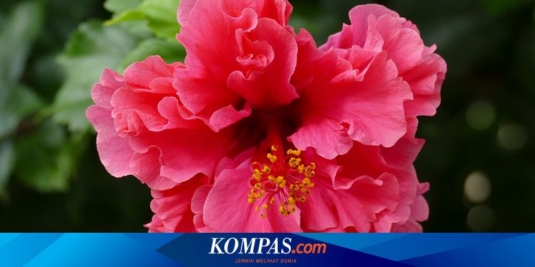 Detail Gambar Bunga Kembang Sepatu Beserta Keterangannya Nomer 42