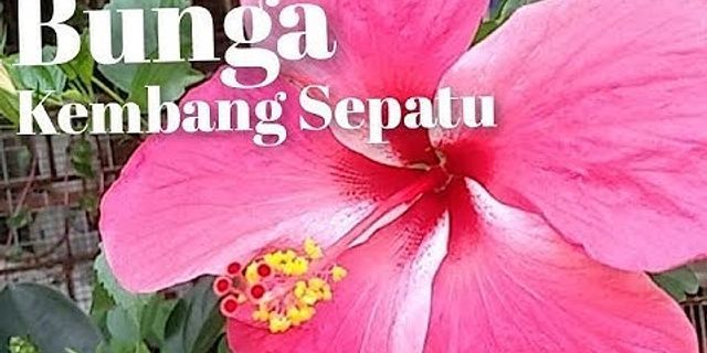 Detail Gambar Bunga Kembang Sepatu Beserta Penjelasannya Nomer 27