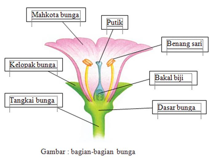 Detail Gambar Bunga Kembang Sepatu Dan Cara Penyerbukannya Nomer 31