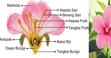 Detail Gambar Bunga Kembang Sepatu Dan Fungsinya Nomer 3