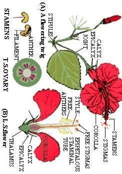 Detail Gambar Bunga Kembang Sepatu Dan Fungsinya Nomer 45