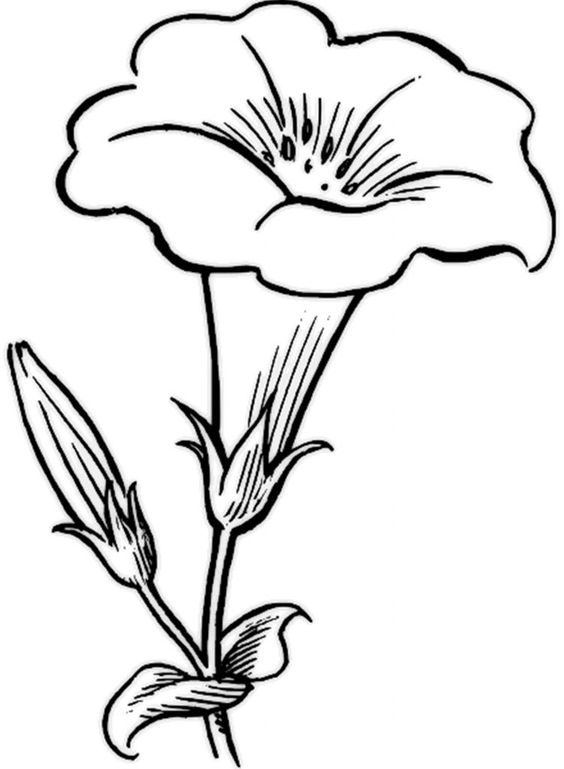 Detail Gambar Bunga Kembang Sepatu Untuk Diwarnai Nomer 42