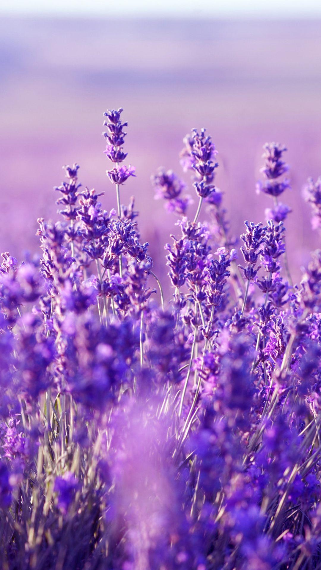 Detail Gambar Bunga Lavender Untuk Wallpaper Nomer 8