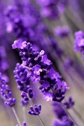 Detail Gambar Bunga Lavender Untuk Wallpaper Nomer 11