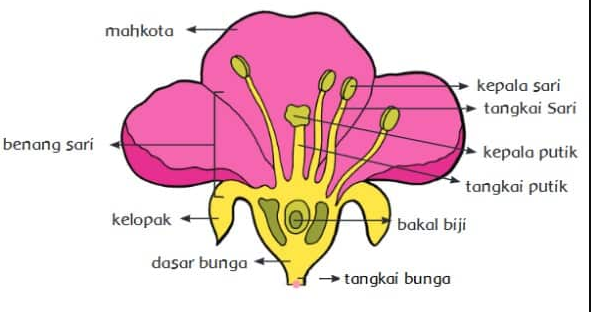 Detail Gambar Bunga Lengkap Beserta Keterangan Dan Fungsinya Nomer 45