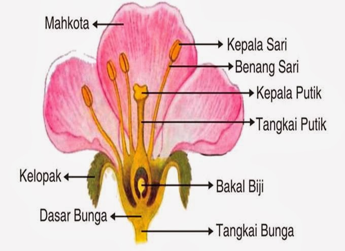 Detail Gambar Bunga Lengkap Beserta Keterangannya Nomer 9