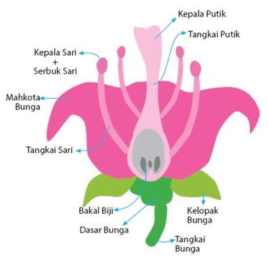 Detail Gambar Bunga Lengkap Dan Jelaskan Fungsi Bagian Bunga Tersebut Nomer 4