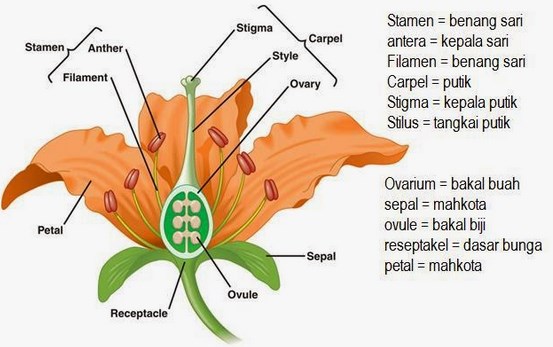 Detail Gambar Bunga Lengkap Dan Jelaskan Fungsi Bagian Bunga Tersebut Nomer 5