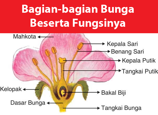 Detail Gambar Bunga Lengkap Dan Jelaskan Fungsi Bagian Bunga Tersebut Nomer 6